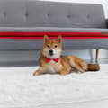 Miniatyrbillede 3 af 6: Shaggy tæppe, stue tæppe, lang luv, 200 x 300 cm - tæpper til stuer, fluffy, shaggy, soveværelser, sengekantstæpper, udendørs tæppe, hvid