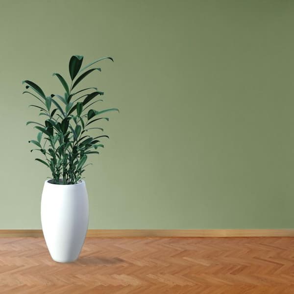 PROVISTON Massiv träsockel 19 x 60 x 2500 mm Furu att limma, skruva &amp; spik 12,5 meter | 5 stycken