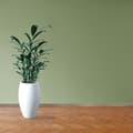 Miniatyrbild 4 av 6: PROVISTON Modern sockel 18 x 58 x 2400 mm Medium (MDF) Belagd Iller Ekdekor
