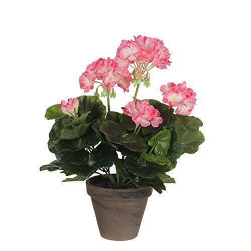MICA Dekorationer Blommor, stora pelargoner Flerfärgad - 950219