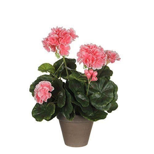 Géranium stora blommor - MICA Decorations - 950217 - Orange - Inomhus - Kök