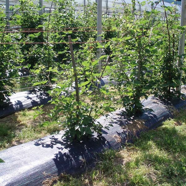 Ugresskontrollnett Fun&Go Svart 100 g/m² 2 x 100 m
