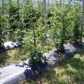 Miniatyrbillede 2 af 2: Afdækningsnet Faura Sort 1 x 100 m