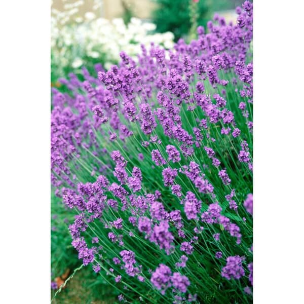 Malsäker Orion Lavendel