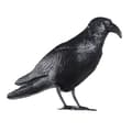 Miniatyrbillede 1 af 2: Afskrækker EDM 06074 polypropylen 36 x 13 x 18 cm Fugle Ravn