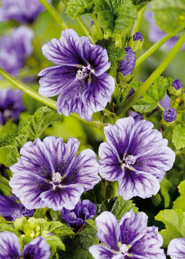 Kuivattua villimalvaa (mallow) 25g / Nutin