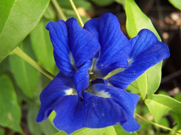 Tørret Clitoria (Sommerfuglært) 20g / Næringsindhold
