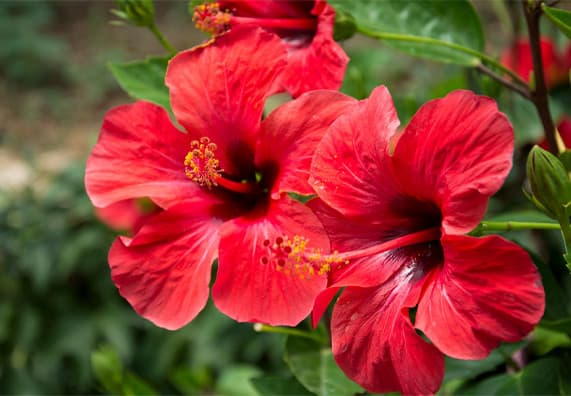 Torkad hibiskus 40g / Näringsinnehåll