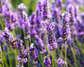 Miniatyrbild 2 av 2: Doftolja Lavendel 10 ml
