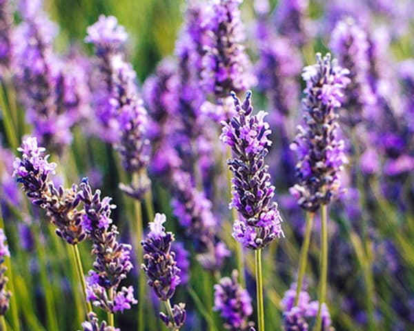 Doftolja Lavendel 10 ml