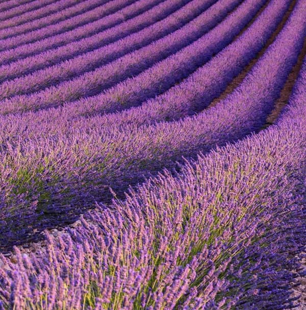 Doftolja Lavender Fields 10 ml