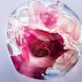 Miniatyrbild 3 av 4: La Vie Est Belle Rose Extraordinaire - EDP - Volym: 50 ml