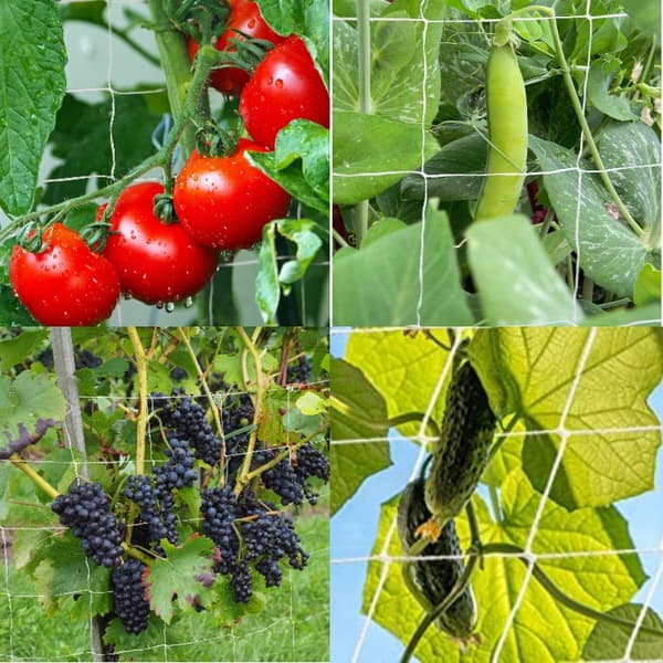 HAVENET AGURKER BØNNER KLATTERDRUER 167 5m PLANTER STØTTE Espalier