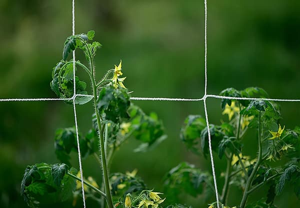 HAVENET AGURKER BØNNER KLATTERDRUER 167 5m PLANTER STØTTE Espalier