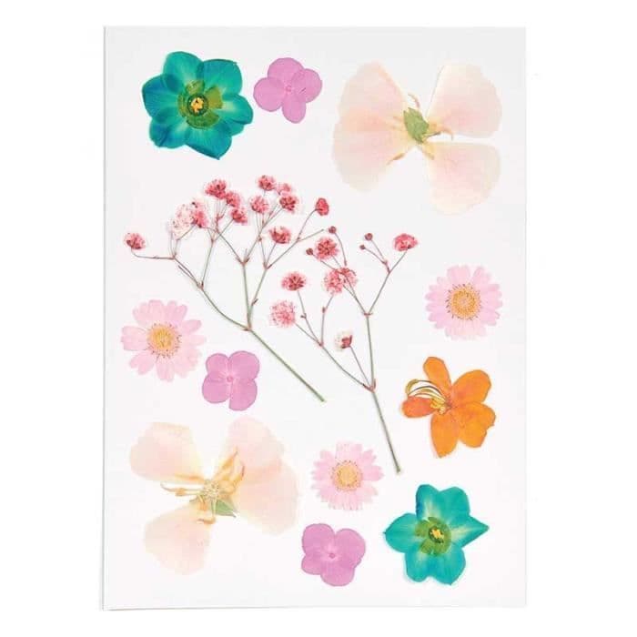 Torkade och pressade blommor - Orange och turkos