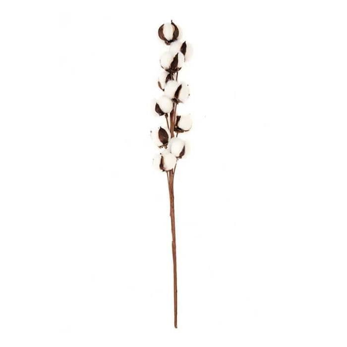 Torkade bomullsgrenar 10 blommor - 70 cm