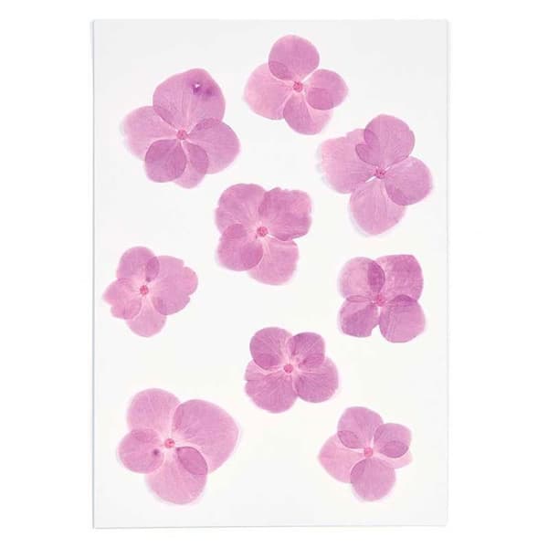 Pressade blommor - Hortensior - 2,5 till 3 cm - 9 st