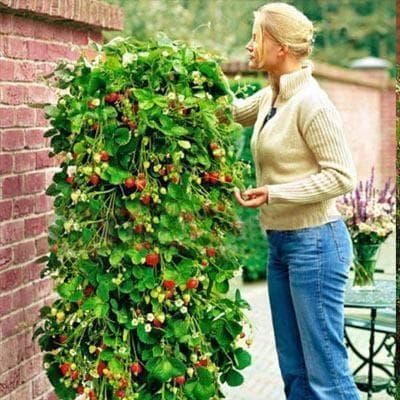 Seeds Climbing strawberries (Mount Everest) CDON