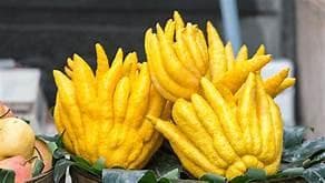 Fröer: Bonsai Buddha´s Hand (Fingered  Finger Citron)