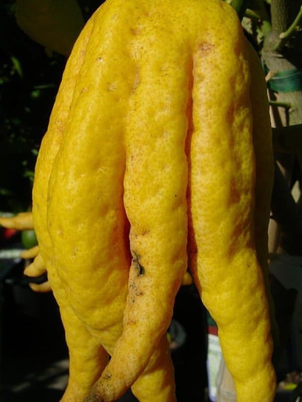 Fröer: Bonsai Buddha´s Hand (Fingered  Finger Citron)