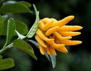 Fröer: Bonsai Buddha´s Hand (Fingered  Finger Citron)