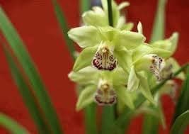 2023 New Shenzhen Nongke Orchid, world's most exclusive Orchid (LIMITED)