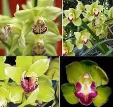 2023 New Shenzhen Nongke Orchid, world's most exclusive Orchid (LIMITED)