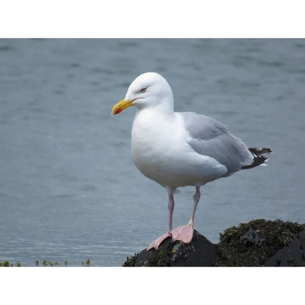 Silver Gull Call