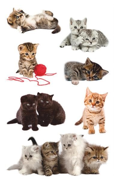 Avery AV-55971 Paperitarra Z-design Kids Pack A 3 arkki Cats Photo
