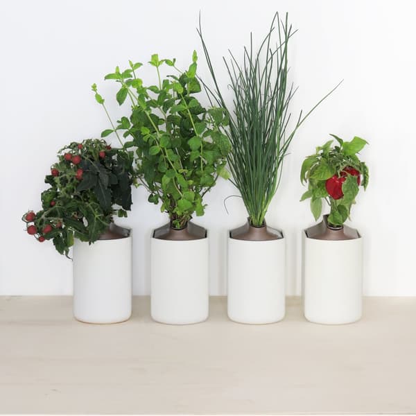 Frökapslar "Captain Happy Hour" 4 pack Mix Grönmynta, Timjan