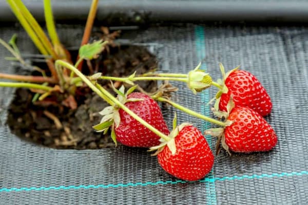 Agrotextil agrotextil svart 160 x 5000 cm 70 g/m²