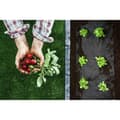 Miniatyrbillede 4 af 10: Have agrotekstil 1,6 mx 50 m 90 g/m2 + 100 Plonos stifter - sort