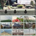 Miniatyrbillede 3 af 8: Lollanda Sikkerhedsnet Clips / Attachment Clips 50-pak - Plast, Drivhus, Skyggenet, Have