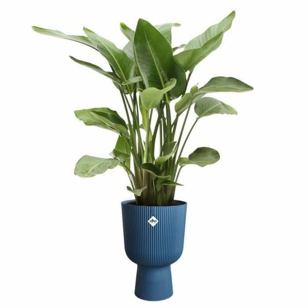 Plant pot Elho