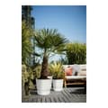 Miniatyrbild 7 av 8: Plant pot Elho 0464344715000 White Circular