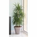 Miniatyrbild 2 av 2: Plant pot Riviera Brown Taupe polypropylene Plastic Circular Ball Ø 50 cm
