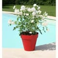 Miniatyrbild 2 av 2: Plant pot Riviera Soleilla 60 x 54 cm Red Intense Circular Ø 60 x 53,6 cm