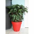 Miniatyrbillede 2 af 2: Plant pot Riviera Red polypropylene Plastic Circular Ball Ø 50 cm