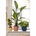 Miniatyrbillede 6 af 6: Plant pot Elho Pink Plastic Circular Modern Ø 25 cm