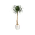 Miniatyrbild 2 av 3: Plant pot Elho White Green Plastic 30 x 30 x 28 cm