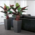 Miniatyrbild 5 av 5: Self-watering flowerpot Lechuza Red 39,5 x 39,5 x 75,5 cm polypropylene Plastic Rectangular