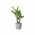 Miniatyrbillede 3 af 6: Plant pot Elho Grey Plastic Circular Modern Ø 47 cm