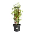 Miniatyrbillede 2 af 5: Plant pot Elho Basics Tomato Black (Ø 33 cm)