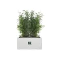 Miniatyrbild 3 av 6: Plant pot Elho 59 x 30 x 29 cm White Plastic Rectangular Modern