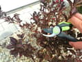 Miniatyrbillede 7 af 10: Beskæringssaks til buske og grene, manual