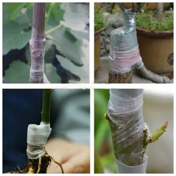 Tejp för ympning av fruktträd och växter Film 100m x 3cm GARDENING Eco