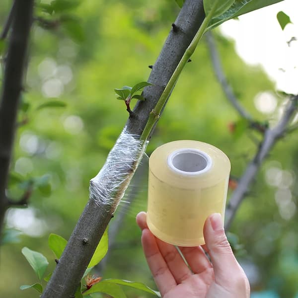 Tejp för ympning av fruktträd och växter Film 100m x 3cm GARDENING Eco