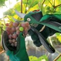 Pikkukuva 5 / 6: Bosch EasyPrune akkukäyttöiset oksasakset - Power Assist -teknologia - vihreä