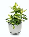 Miniatyrbild 2 av 2: Keramisk blomkruka med stativ 13 cm silver