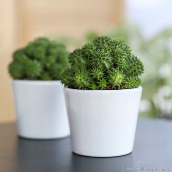 Keramik urtepotte hvid 8,5 cm